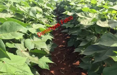 Fazenda à venda na Zona Rural, Paranatinga 