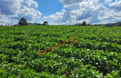 Fazenda à venda na Zona Rural, Ipuiúna 