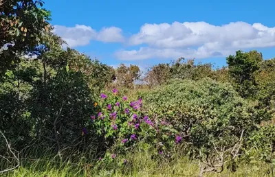 -excelente sítio 96hectares a 60km de brasília, oportunidade de negócio.