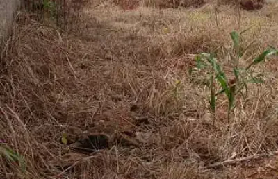 Terreno à venda na antônio sabino, 2, residencial florença, anápolis por r$ 130.000