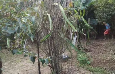 Chácara com 2 dormitórios à venda, 1000 m² por r$ 180.000,00 - leites - piedade/sp