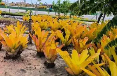 Terreno à venda na Greenville, 00, Praia Novo Prado, Prado