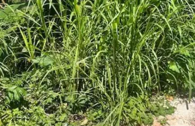 Terreno à venda na Rua Zulmira Ferreira, 35, Saboeiro, Salvador