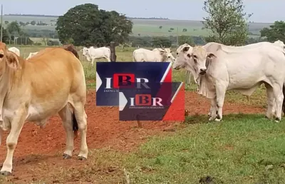 Fazenda à venda na Zona Rural, Naviraí 