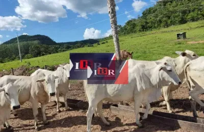 Fazenda à venda na Zona Rural, São Gabriel do Oeste 