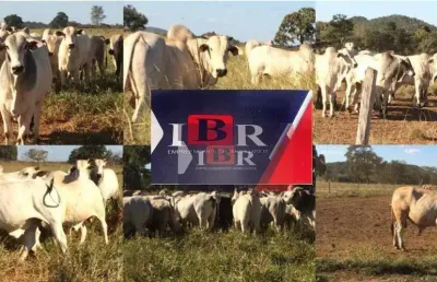 Fazenda à venda na Zona Rural, Cocalinho 