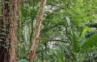 Terreno à venda no sausalito, mairiporã , 1562 m2 por r$ 270.000