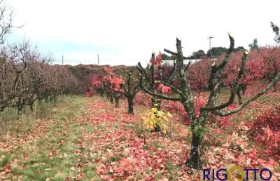 Terreno à venda no santa catarina, caxias do sul  por r$ 480.000