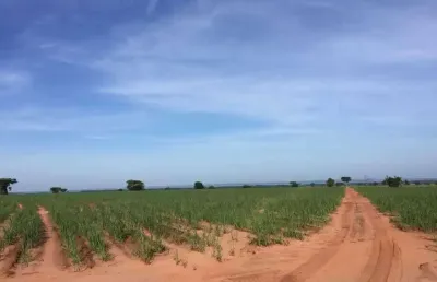 Fazenda à venda no Centro, Panorama 