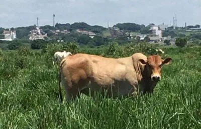 Fazenda à venda no Jardim Limoeiro, São José dos Campos 