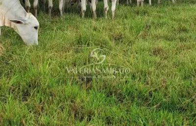 Fazenda à venda na Rua Saldanha Marinho, Centro (S-01), Vilhena