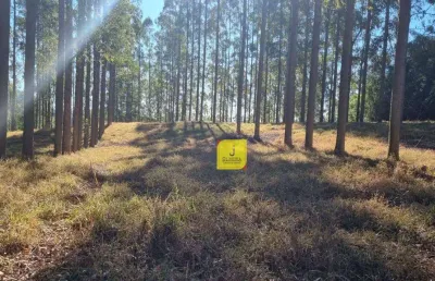 Excelente sítio, com aproximadamente 25.000m², dentro do condomínio triquedas, à 5 kms antes de coronel pacheco.