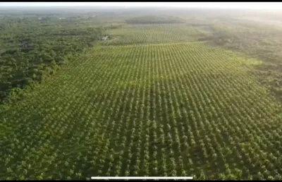 Venda! área rural com plantação de açai - são joão da ponta-pa