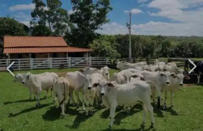 A&m imoveis vende exelente fazenda com 65 hectares muita agua