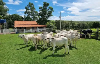 Opotunidade!! fazenda 332hectares arinos-mg particular vende