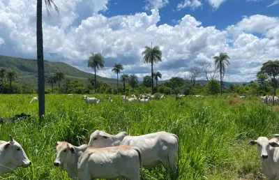 A&m imoveis vende exlente fazenda em vila boa com  152 hectares de muita cultura