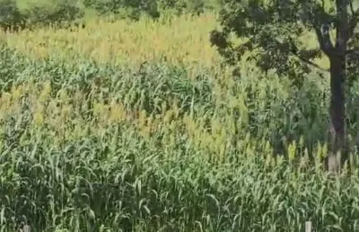 A&m imoveis vende fazenda em santa maria goias com 36hectares