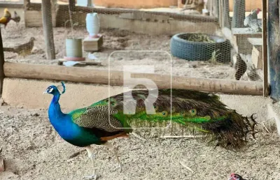 Fazenda à venda, 4 quartos, centro - são brás do suaçuí/mg