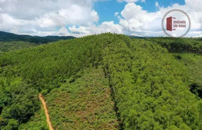 42 alqueires, plantado com 50.000 pés de eucalipto com 7 anos.
