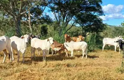 Sítio espetacular em sobradinho/df 32 hectares !!! 1.200.000 !!!