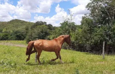 Fazenda planaltina-df 61 hectares !!! 2.200.000 !!!
