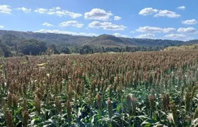 Fazenda no núcleo rural rio preto com 113 hectares !!! 3.500.000 !!!
