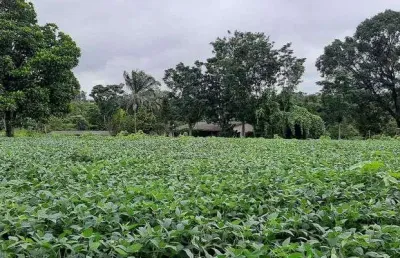 Sítio 12 hectares capão seco paranoá !!! 1.000.000 !!!