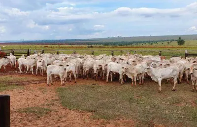Fazenda à venda na Rodovia Cezario José De Castilho, Centro, Itajobi