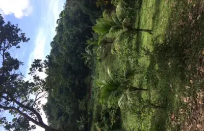 Ótima granja 3hec, não tem casa, poço artesiano, riacho perene, guabiraba, aceito carro