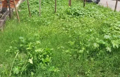 Terreno à venda, 215 m² por r$ 290.000,00 - parque das américas - mauá/sp
