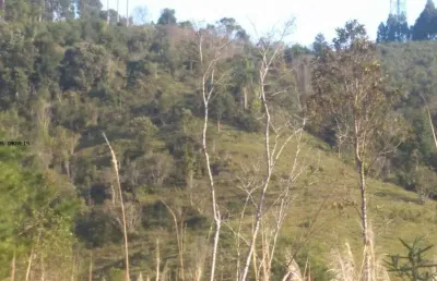Chácara / sítio à venda na Br 116 Km 51, 51, Paiol De Baixo, Campina Grande do Sul
