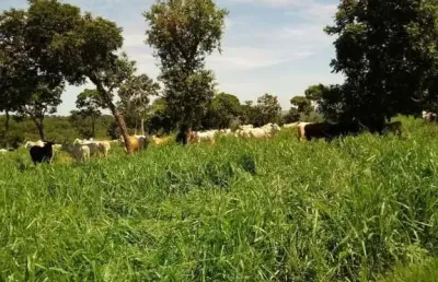 Fazenda à venda na A Apenas 28 Km De Pedro Gomes, Sentido Rio Cachoeirinha., Centro, Pedro Gomes