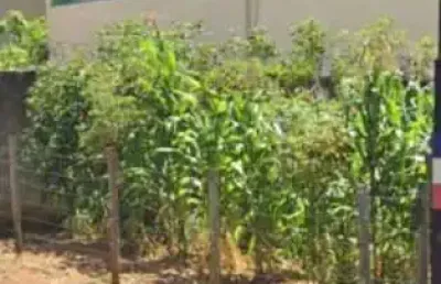 Terreno à venda na Rua Juruna, Distrito Industrial de Ibirité, Ibirité
