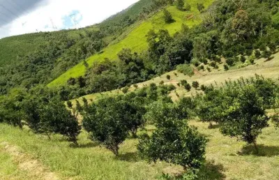 Chácara / sítio com 2 quartos à venda no Centro, Cerro Azul 
