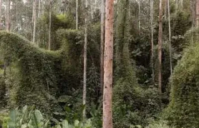 Chácara / sítio à venda na Campina  Grande Do Sul - Pr., Centro, Campina Grande do Sul