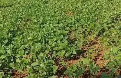 Chácara / sítio com 2 quartos à venda na Zona Rural, Ortigueira 