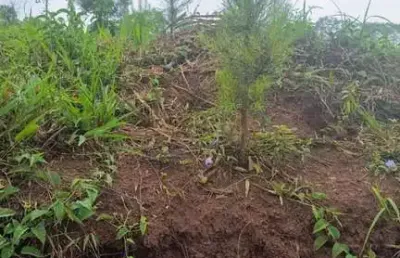 420.000m2/17.3 alqueires/pinus e eucalipto/ideal investidores