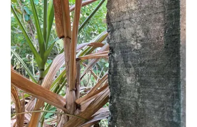 Terreno à venda no Centro, Dias D'Ávila 