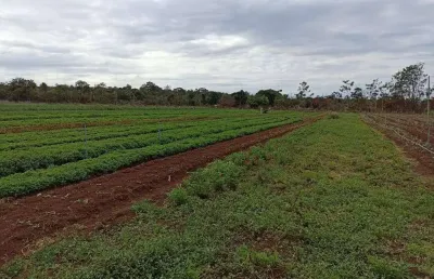 Sitio com 8 hectares a venda em santo antônio da fartura