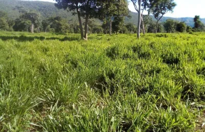 Fazenda com 1540 hectares em mirassol d´ oeste - mt