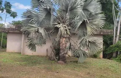 Chácara / sítio com 3 quartos à venda em Zona Rural, Cuiabá 