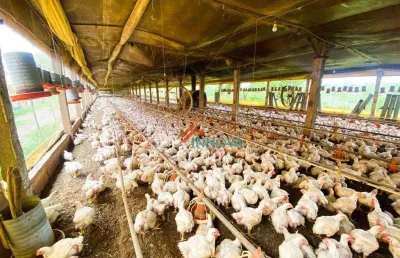 Sítio com granja com 4 dormitórios à venda, 25000 m² por r$ 1.100.000 - anhumas - piracicaba/sp