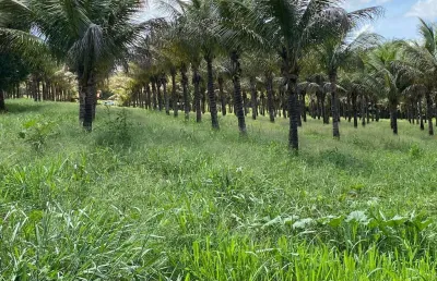 Chácara em bonfinópolis chácara à venda, 96800 por r$ 1.250.000 ta14587