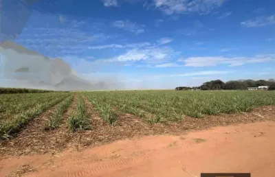 Venda - sítio - santo antônio sapezeiro - santa bárbara d'oeste - sp