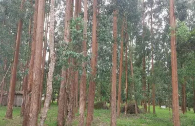 Lapa/ balsa nova, 54 alqueires ou 131 há , floresta de pinos e eucalipto pronta pra corte, à venda,