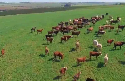Palmeira, fazenda à 46km park barigui, 100 alqueires, 242 hectares, ou 2.420.000m², dupla aptidão,