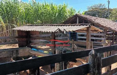 Fazenda à venda, 2 quartos, capão pinheiro - diamantina/mg