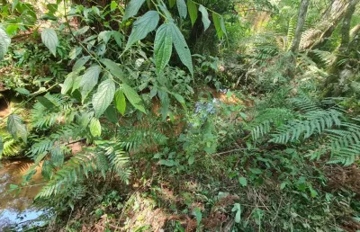 Terreno à venda na Rua da Canafístula, 467, Parque do Embu, Colombo
