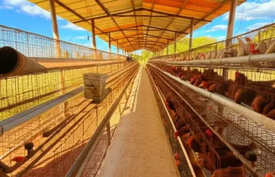 Chácara / sítio à venda na Área Rural, Área Rural de Brazlândia, Brasília