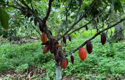 Fazenda à venda na linhares, 1000, aviso, linhares, 550 m2 por r$ 30.000.000
